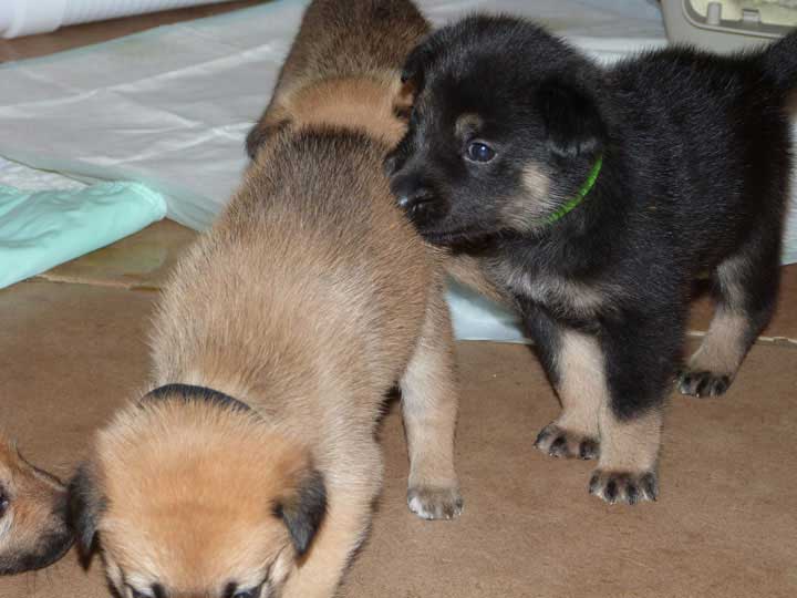 chinook dog